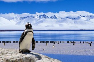 Najlepsze ciekawostki o Antarktydzie dla dzieci