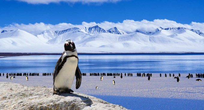 Ciekawostki dla dzieci o Antarktydzie