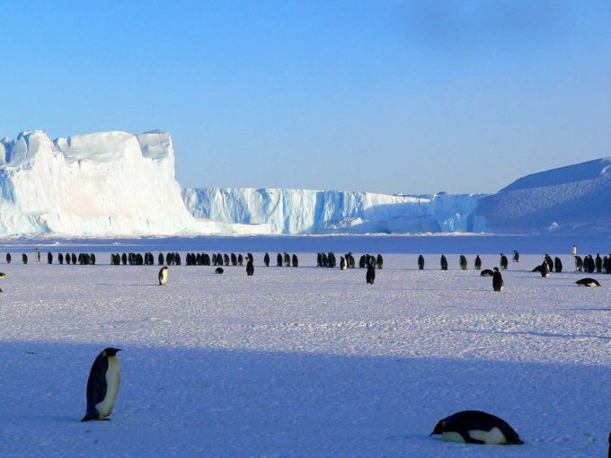 stado pingwinów