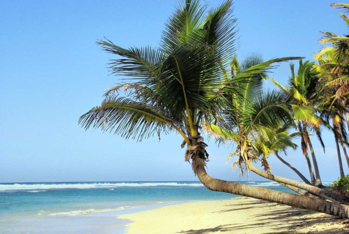palmy i plaża
