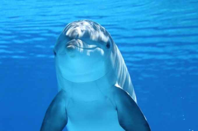 30 Interesujących Ciekawostki o Delfinach