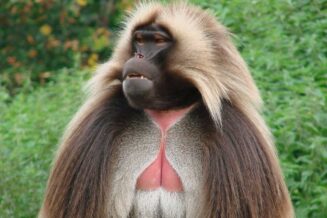 Małpy - Ciekawostki, Informacje, Fakty