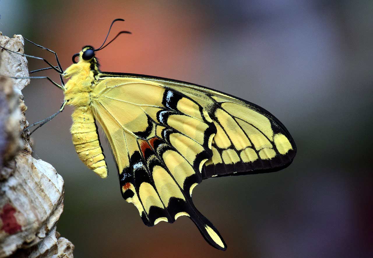 10 interesujących ciekawostek dla dzieci o motylach