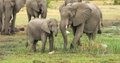 słonie w RPA