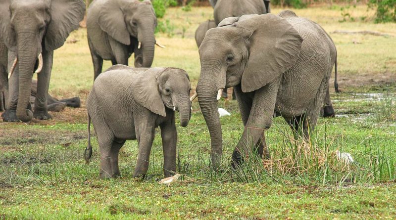 słonie w RPA