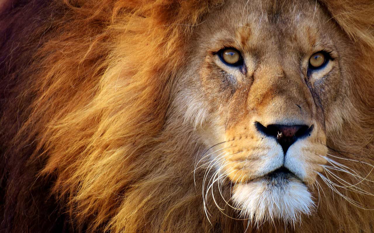 6 niezwykłych ciekawostek o zwierzętach w Afryce