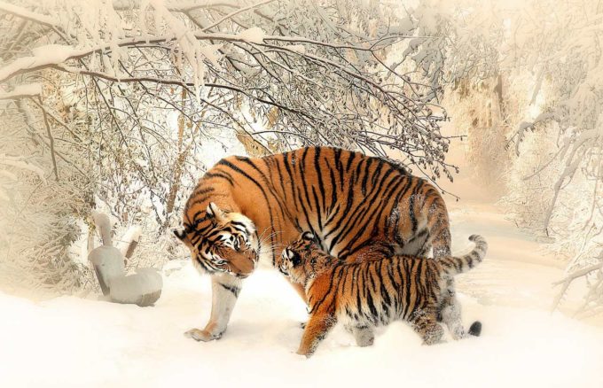 Tygrysy 🐅 45 Interesujących Ciekawostek, Informacji i Faktów