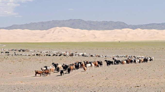pustynia Gobi