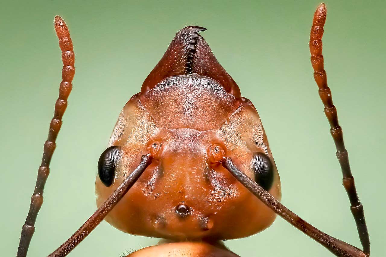 28 Faktów i Ciekawostek dla dzieci o mrówkach