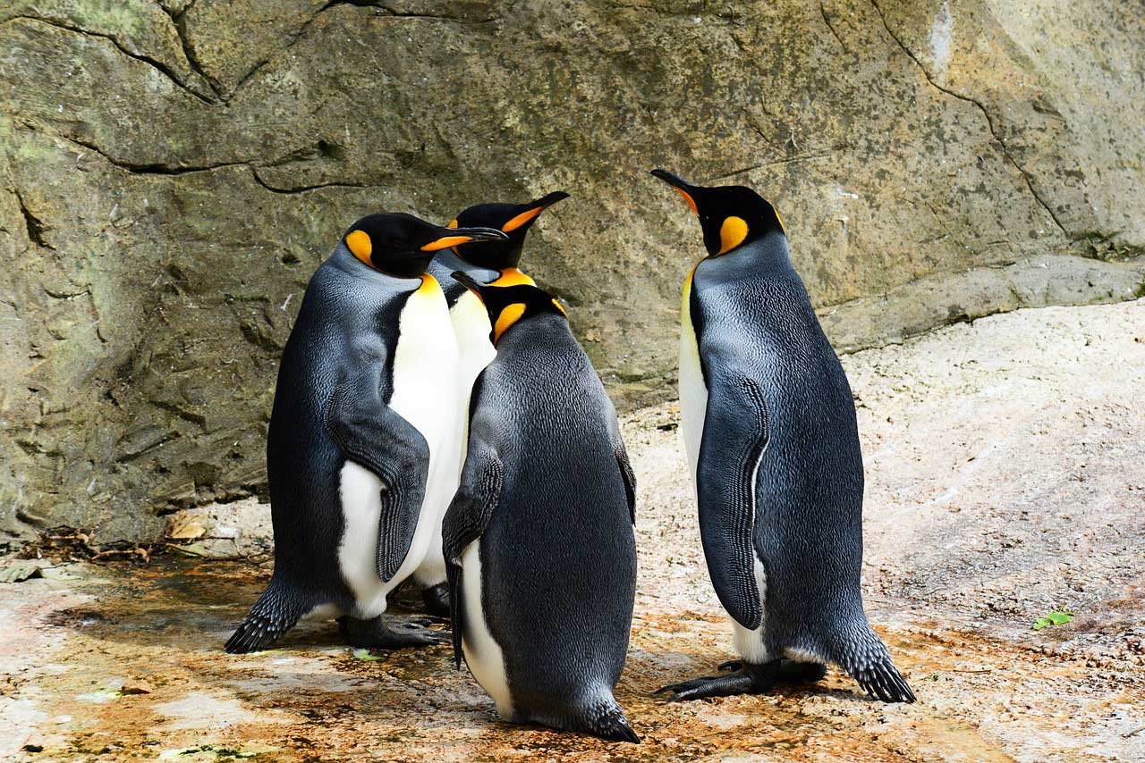 cztery pingwiny