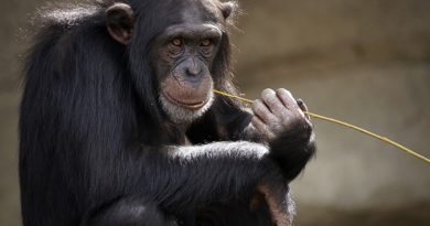 szympans