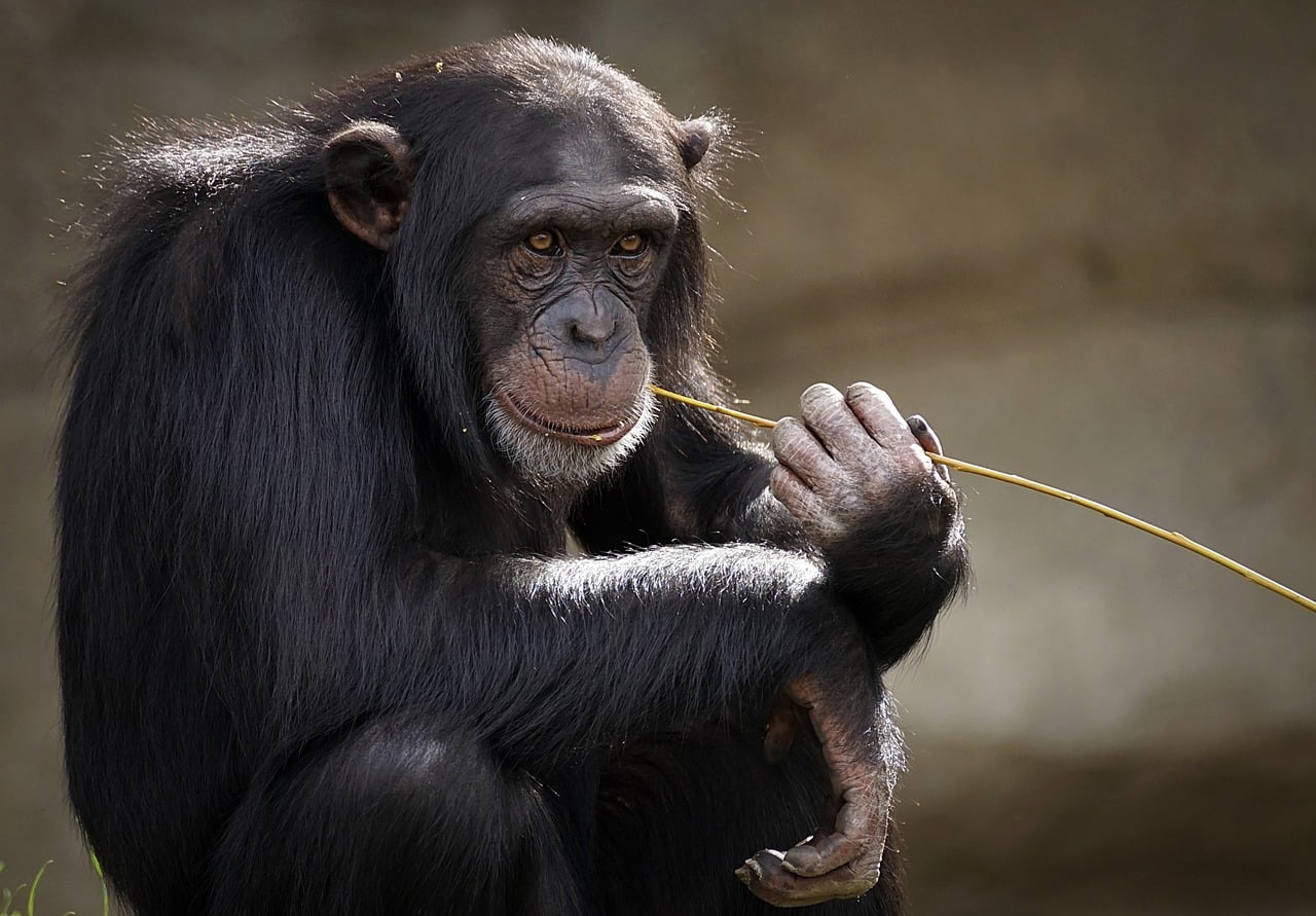 Ciekawostki oraz informacje o szympansach dla dzieci i dorosłych