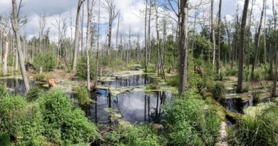 Puszcza Białowieska