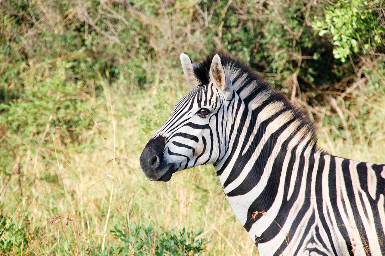 33 Fascynujące Ciekawostki o Zebrach