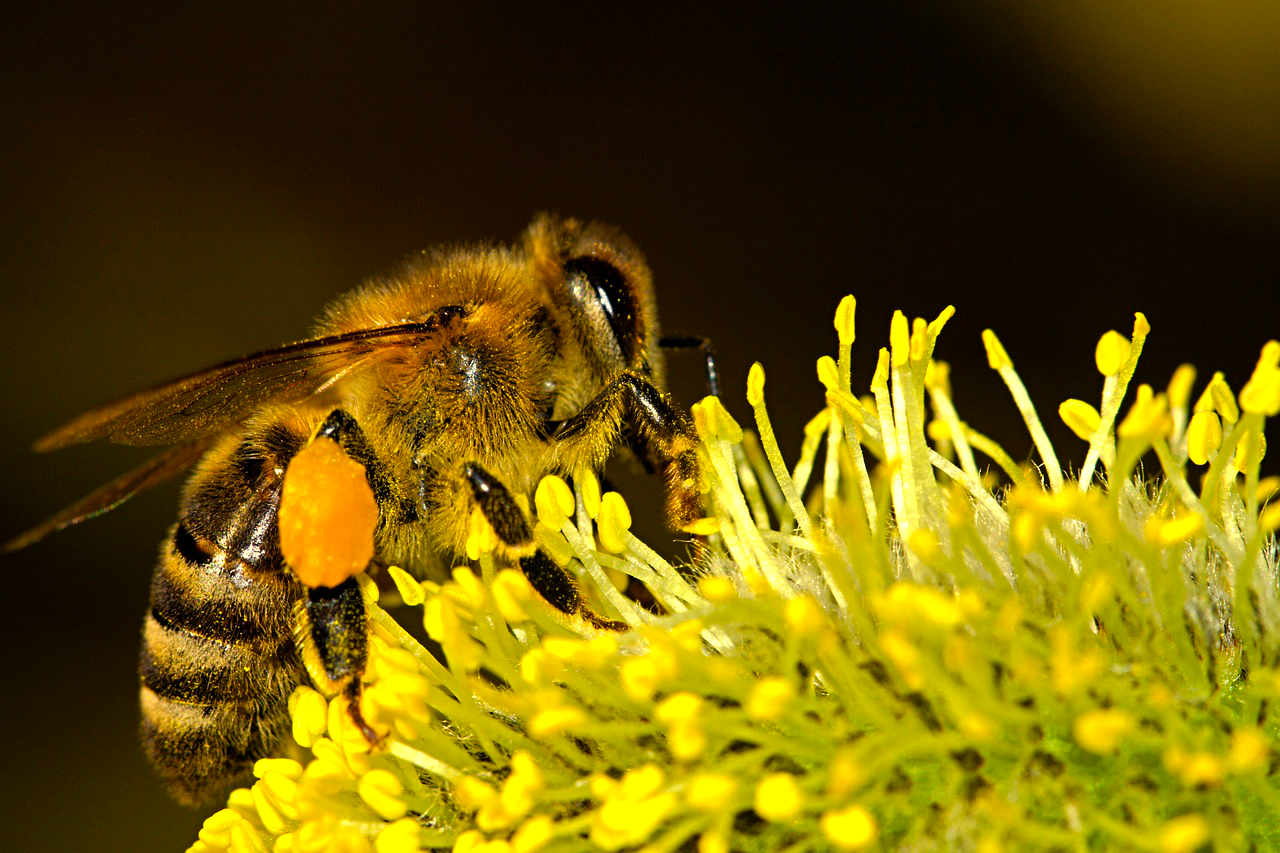 45 ciekawostek o Pszczołach Miodnych