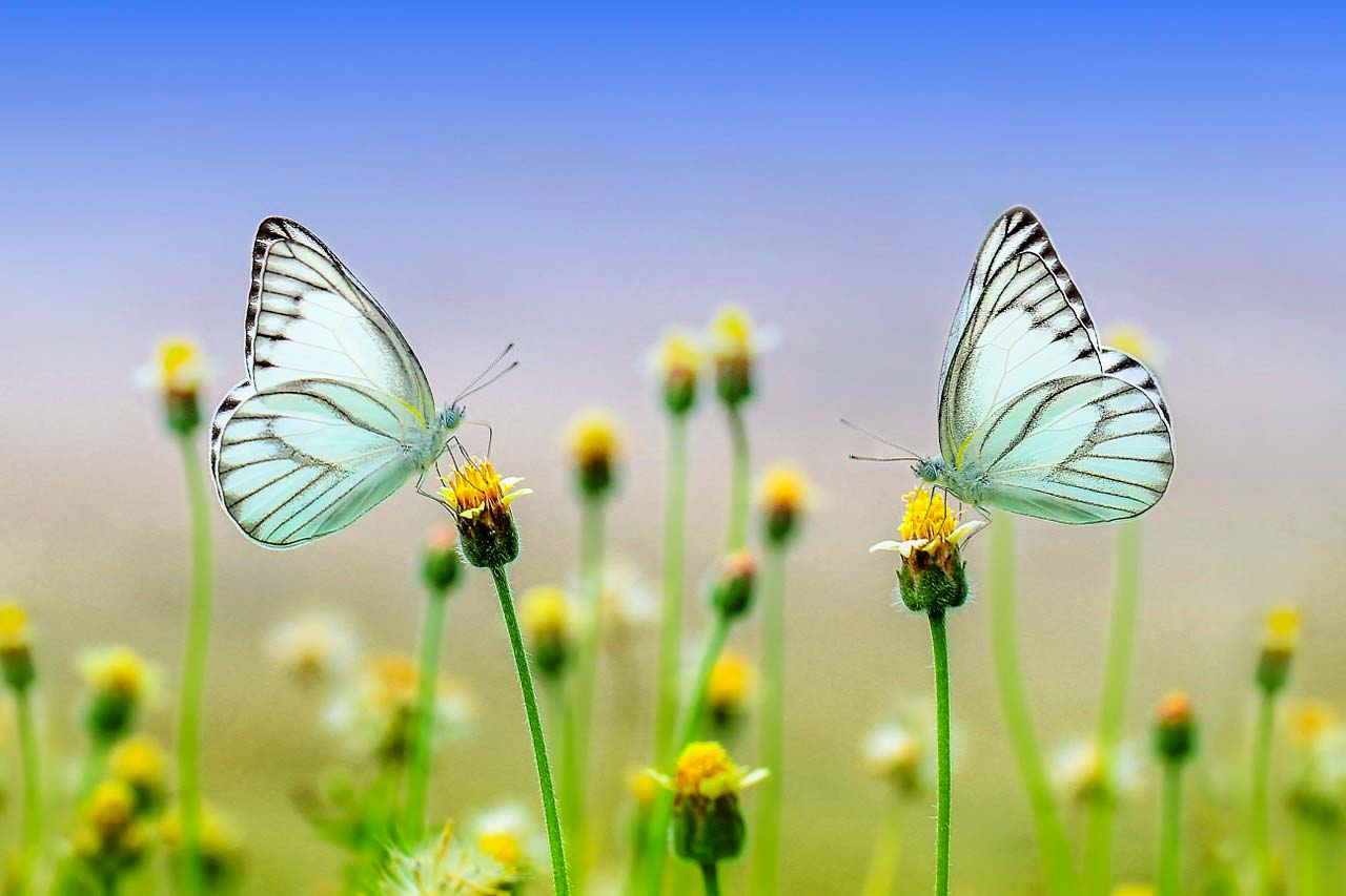 19 ciekawostki o motylach dla dzieci