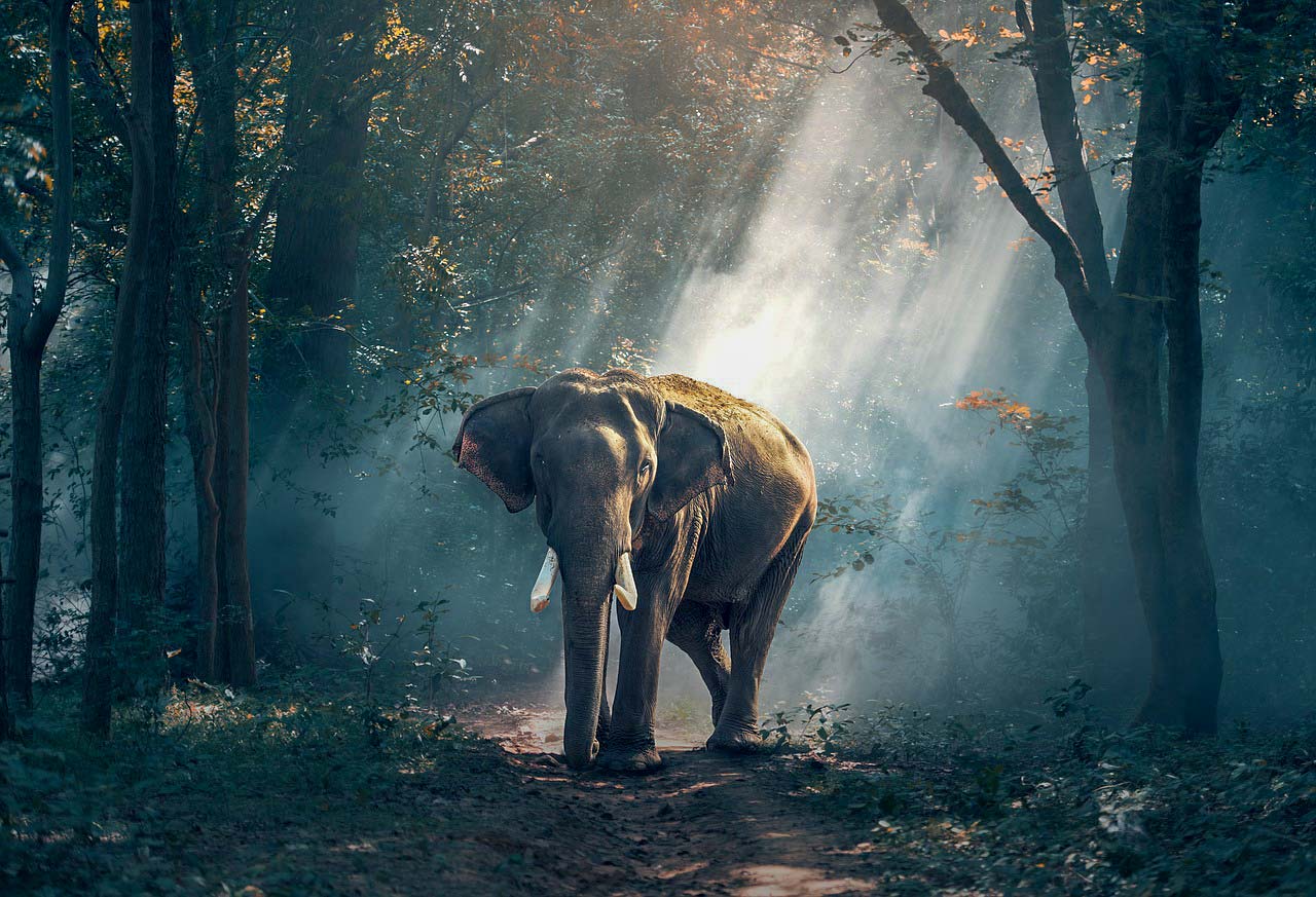 Informacje i ciekawostki o słoniach dla dzieci