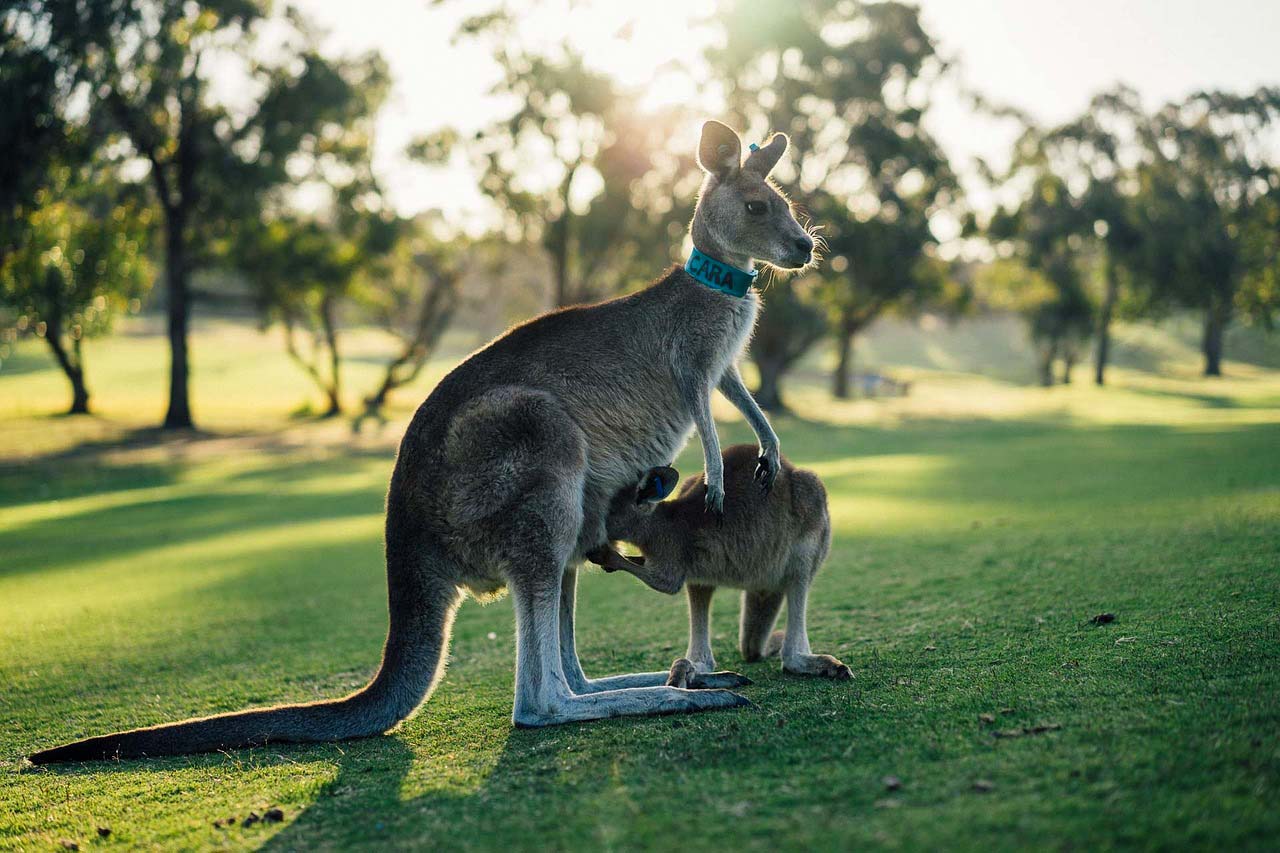 Australia ciekawostki przyrodnicze