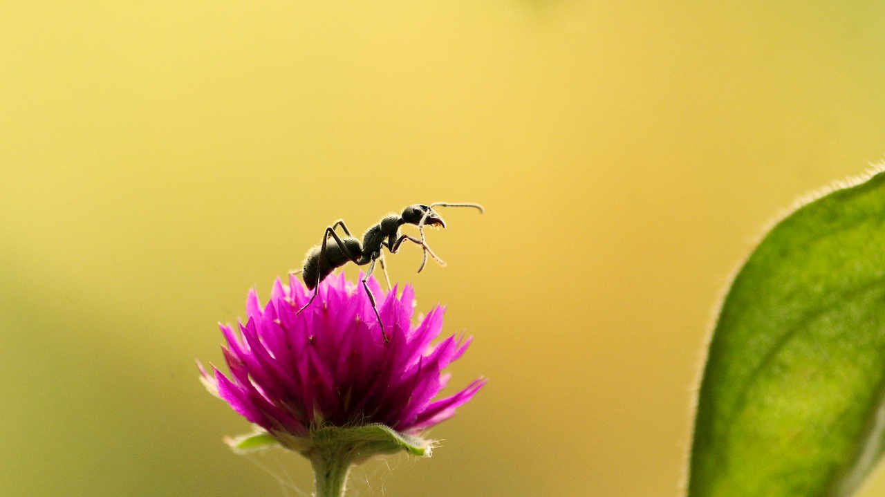 100 ciekawostek o mrówkach