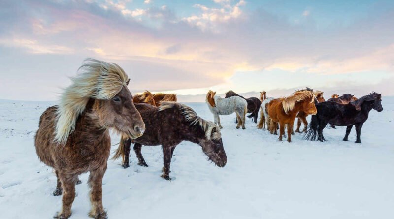 konie podczas zimy