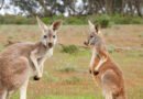 dwa kangury