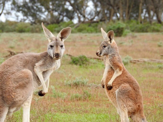 dwa kangury