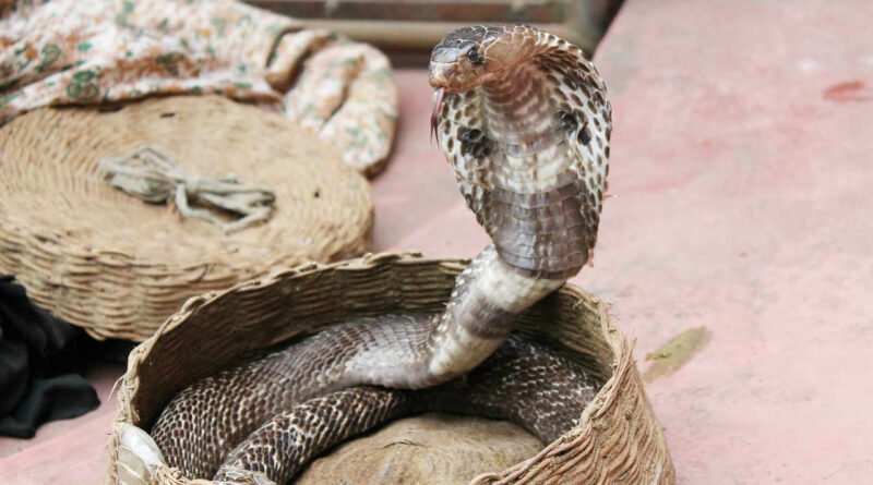 wąż kobra