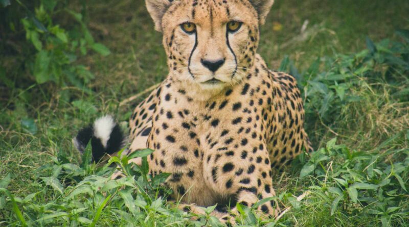 odpoczywający gepard
