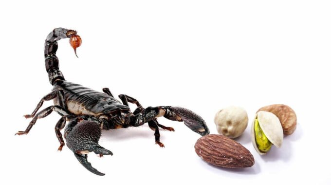 skorpion i orzechy