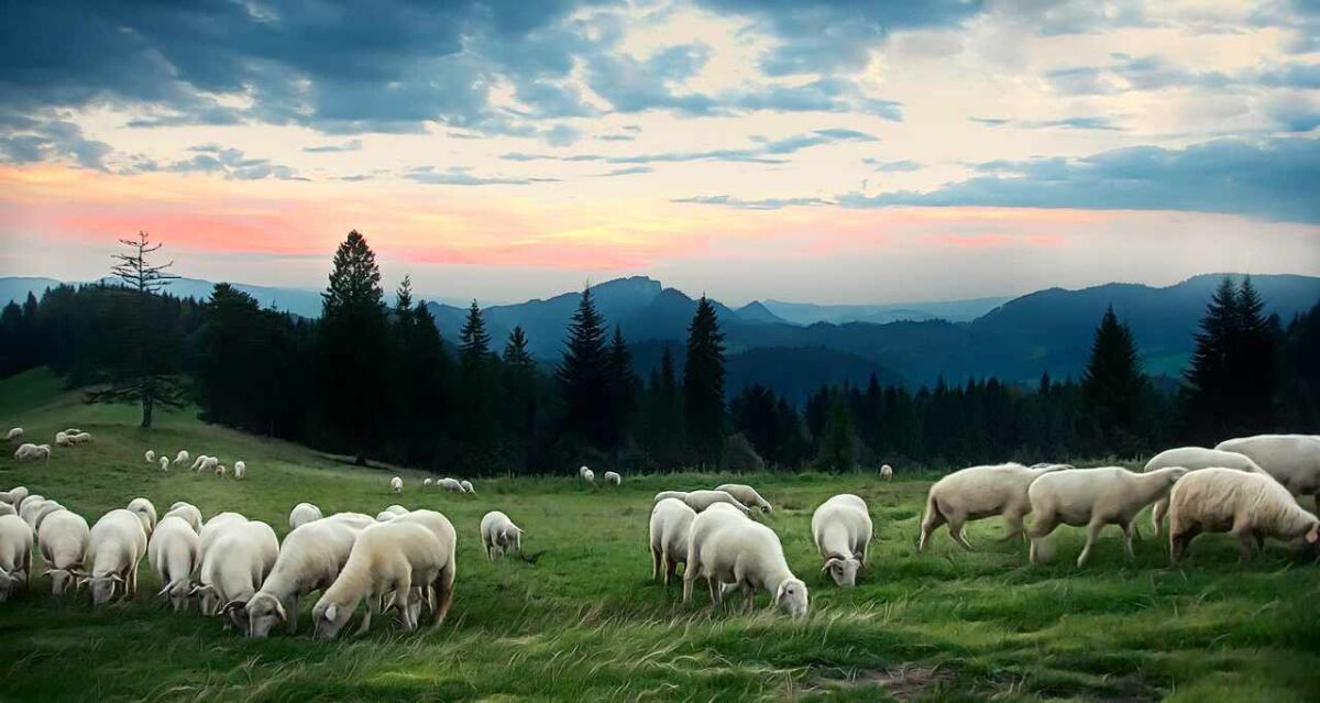 owce w Pieninach