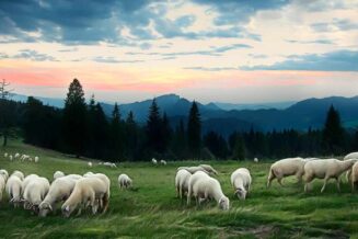 owce w Pieninach