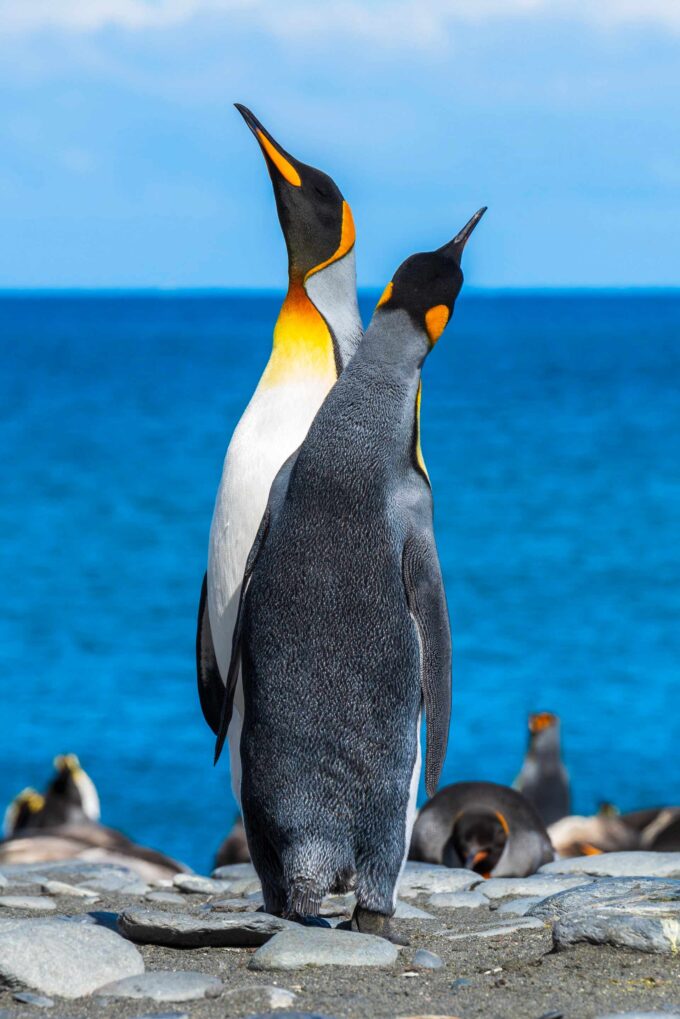 dwa pingwiny