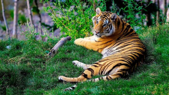 Tygrys Bengalski