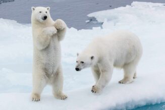 Niedźwiedź polarny - 10 ciekawostek