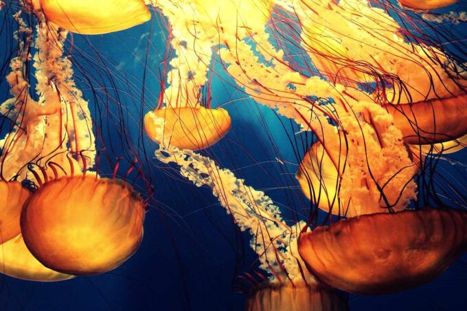 meduzy w głębokim oceanie