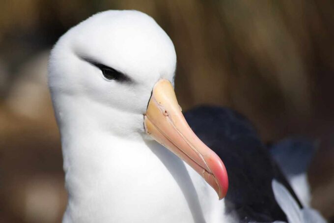 głowa albatrosa