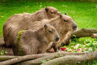 Kapibara - Ciekawostki, Informacje i Fakty