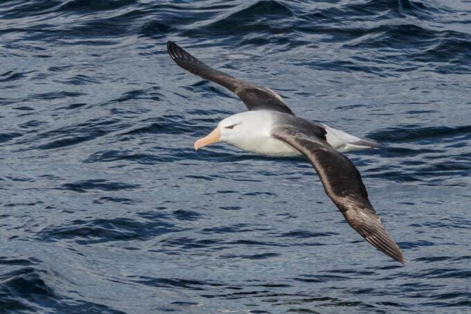 latający albatros