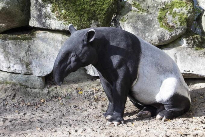 malajski tapir