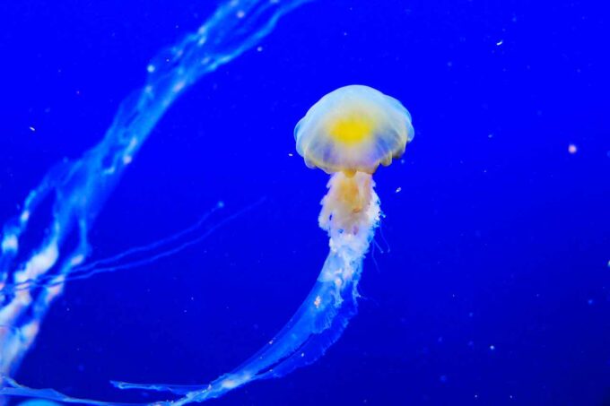 meduza w wodzie