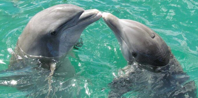 całujące się delfiny