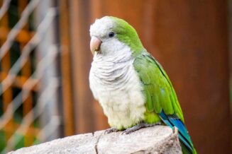 Papuga Mnicha - Ciekawostki, Informacje i Fakty