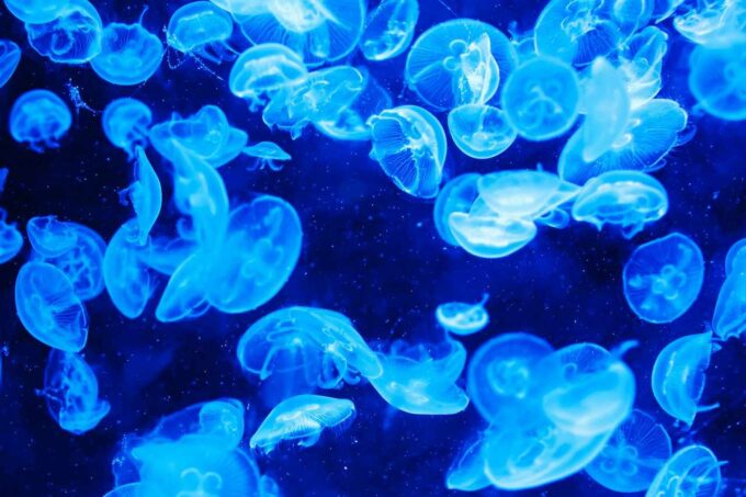 meduzy w oceanie