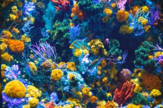 15 intrygujących ciekawostek o Rafach Koralowych