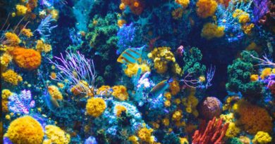 rafa koralowa i zwierzęta