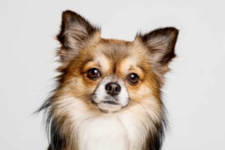 Chihuahua - Interesujące Ciekawostki, Informacje i Fakty