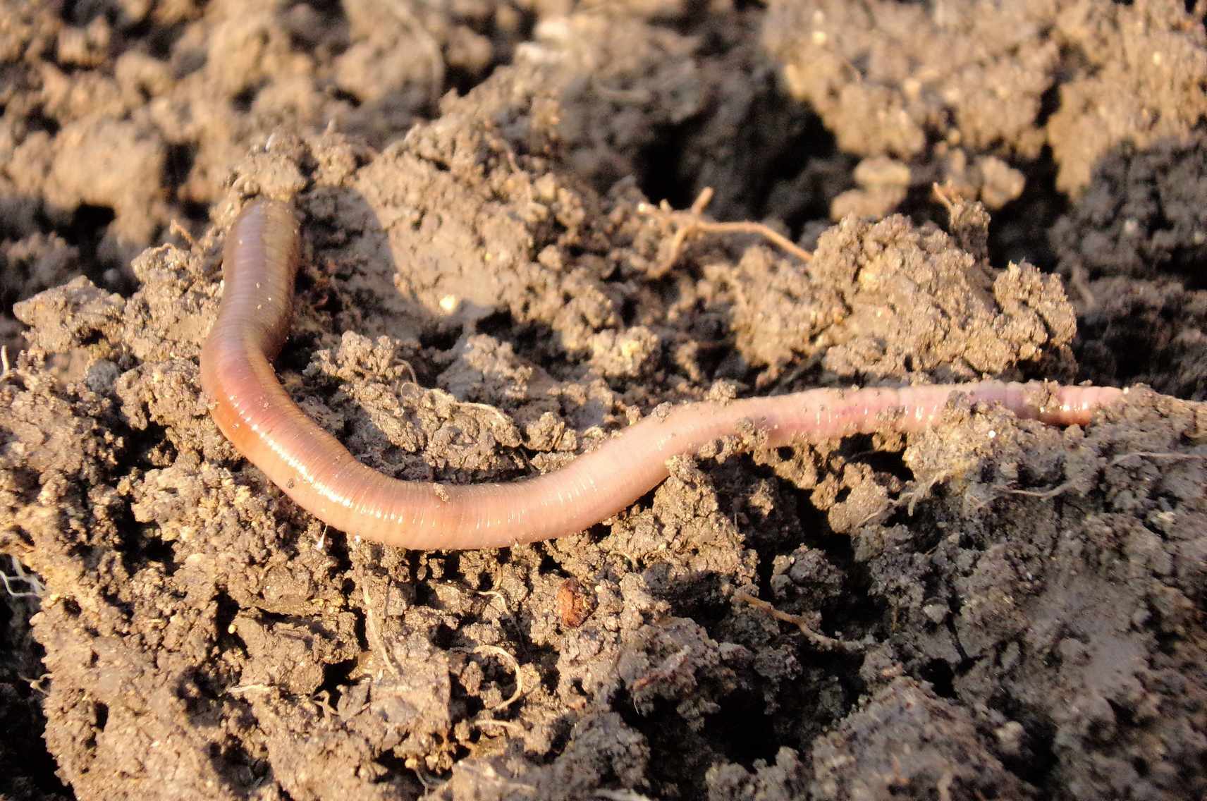 Сухой червь. Огромные дождевые черви в огороде. Гигантский червь питающийся сероводородом. Кольцевые черви гигантские.