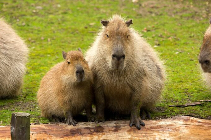 dwie kapibary