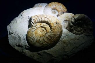 10 ciekawostek o erze paleozoicznej