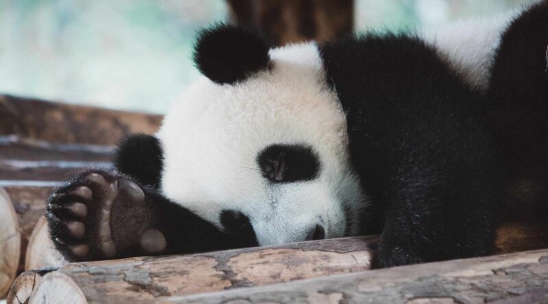 panda śpi